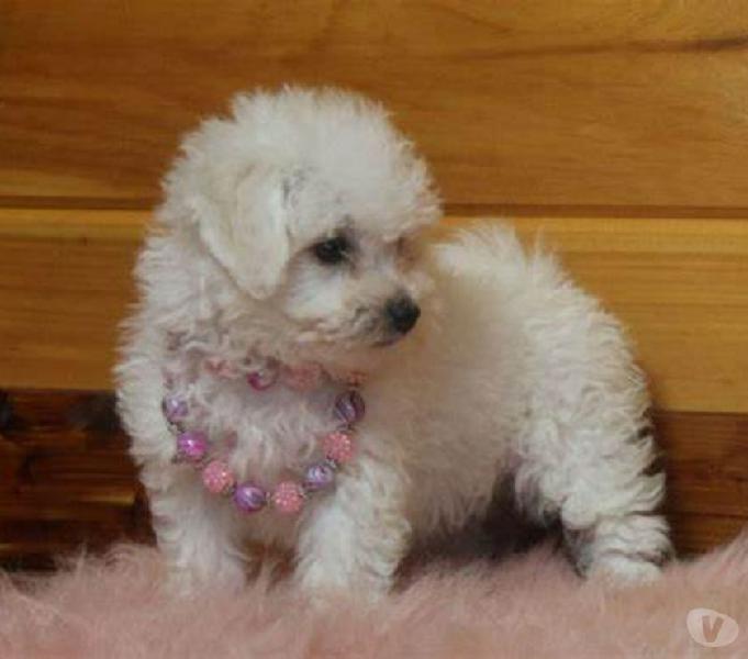 hermosos mini toy french poodle super juguetones y saludable