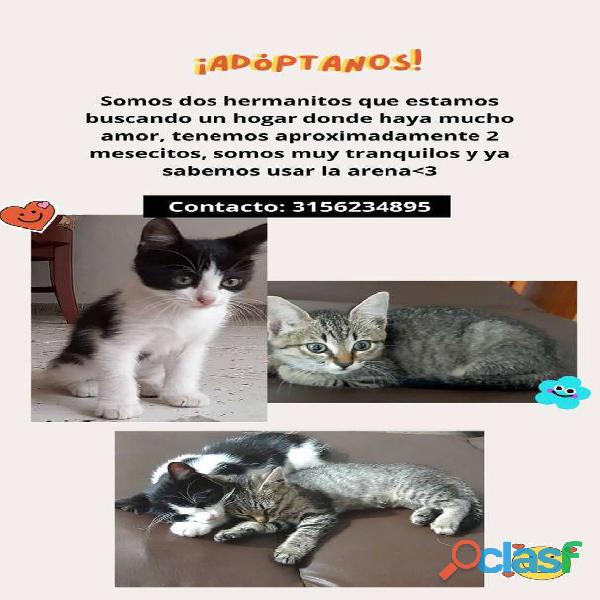 Gatos en adopción Palmira