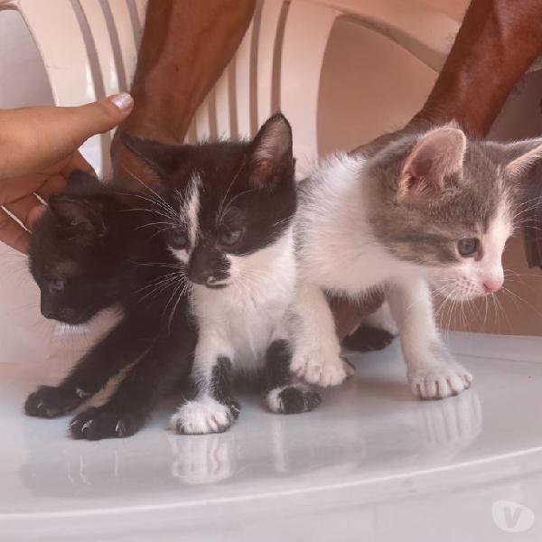 Adopción de 3 lindos Gatitos, quien dijo yo ?!