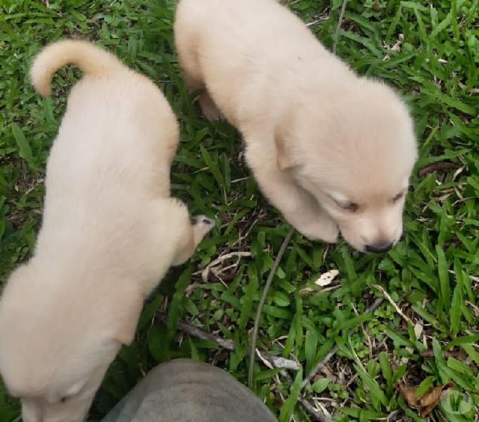 Labradores machos