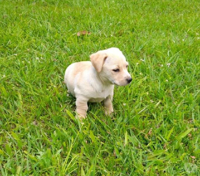 LINDOS CACHORROS CRIOLLOS BUSCAN HOGAR