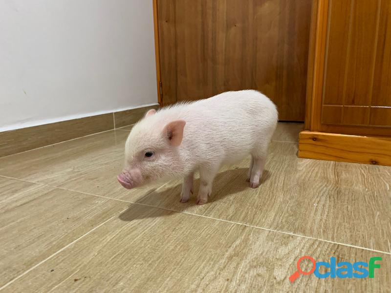 Mini pig Raza Juliana