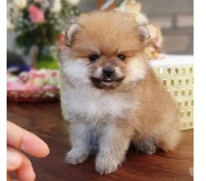 Excelente Raza Disponibles Pomerania Lulu