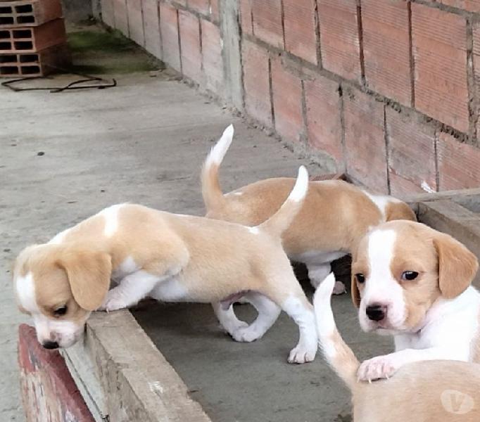 Cachorros beagle limon, en venta