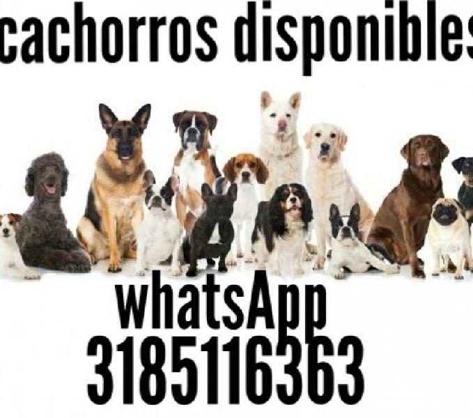 Venta de cachorros itagui