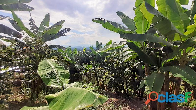 Venta de FINCA bananera, platanera, cítricos, aguacates y