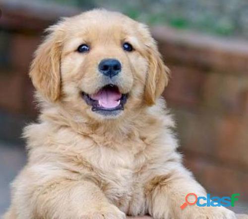 Adorables Golden Retriver Cachorros