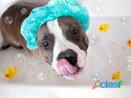Baño de espuma para perros