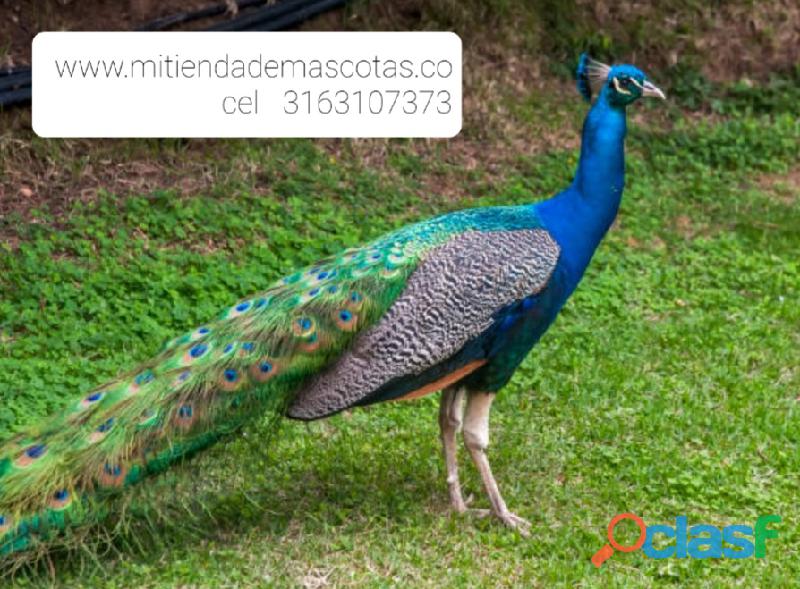 pavos reales azules parejas y unidades