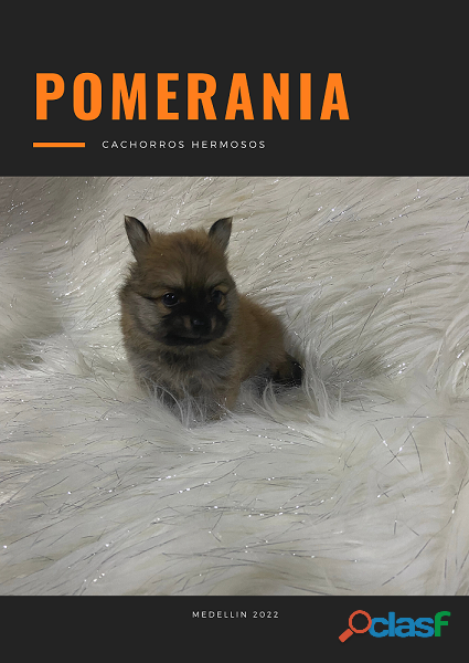 Pomerania Adorables y Garantizados Cachorros