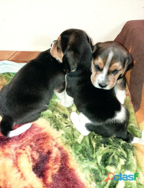 Lindos cachorros beagle