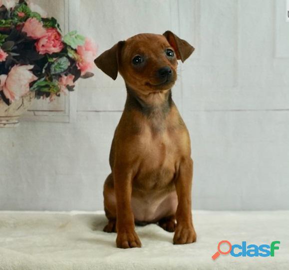 pinscher cachorros venta criadero colombia