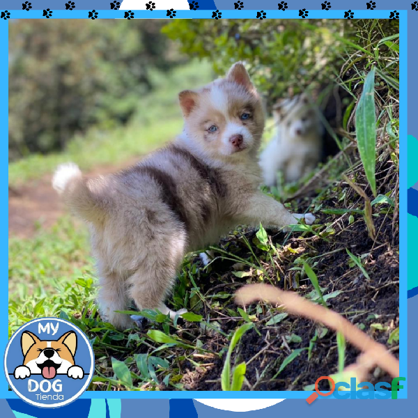 Cachorros raza pomsky miniatura disponibles