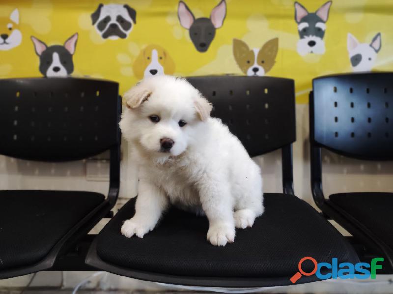 SAMOYEDOS PEQUEÑOS