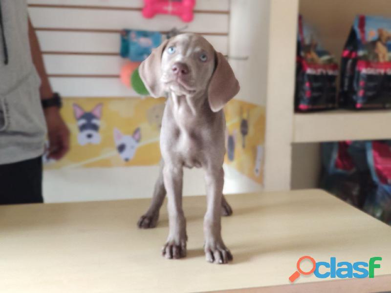 QUE MEJOR QUE UN WEIMARANER