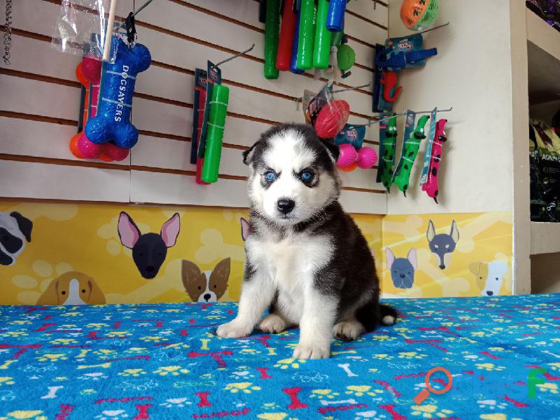 DE RAZA CACHORROS HUSKY