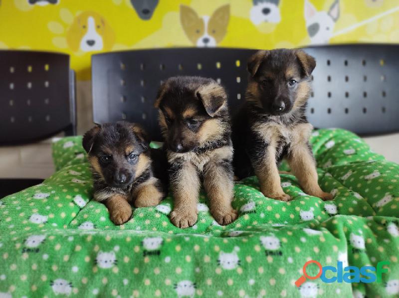 LINDOS PELUDOS Y GRANDES CACHORRITOS PASTOR ALEMAN