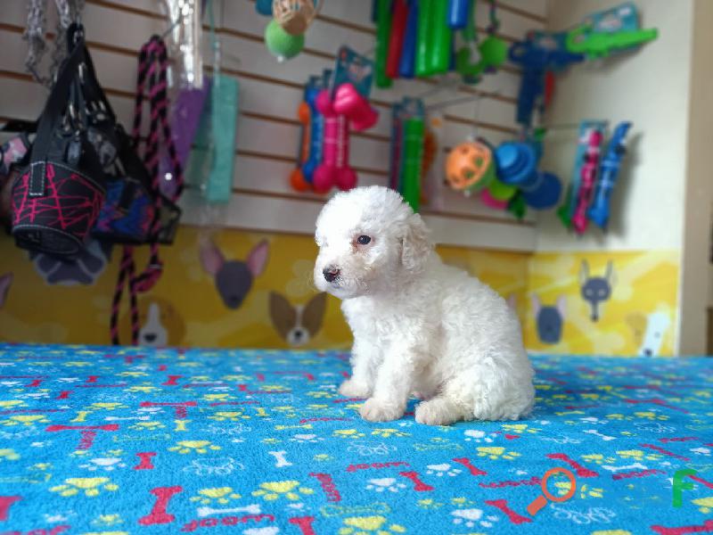 PEQUEÑOS CACHORROS DE FRENCH POODLE