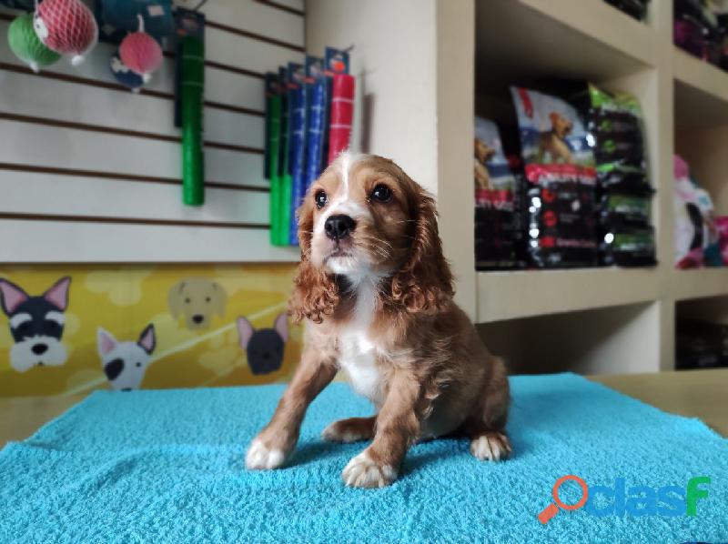 SON MAS QUE HERMOSOS ESTOS COCKER SPANIEL