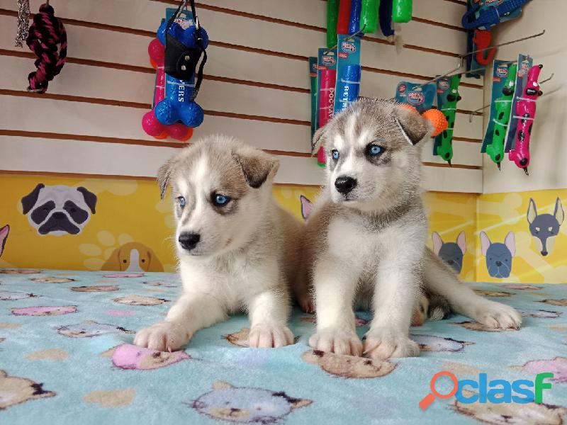 cachorro husky divinos