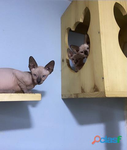 Linda Raza Gatos Esfinge Sphynx