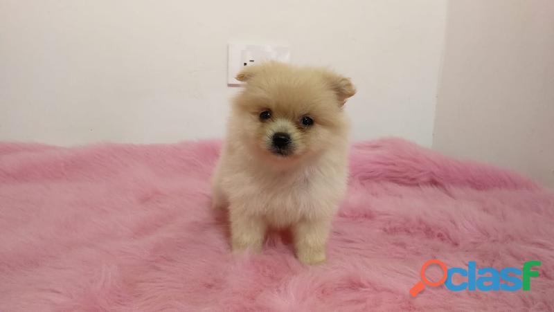 Perro pomerania hembra pequeña garantizada