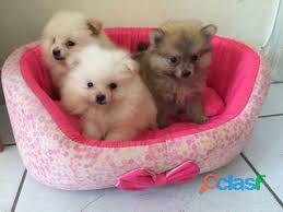 Bonitos Ejemplares Pomerania Lulu