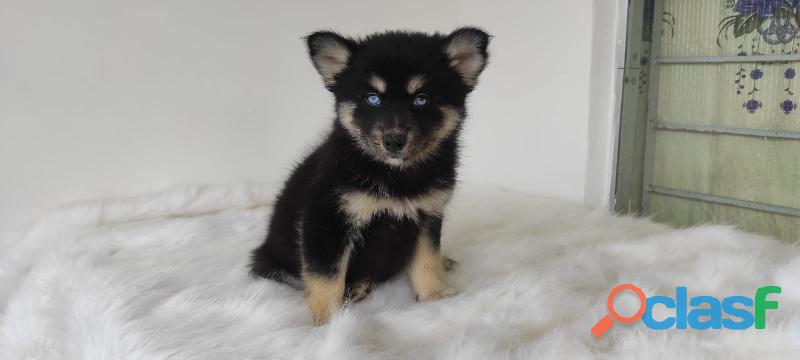 Pomsky miniatura hembra