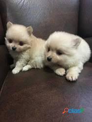 Hermososs Pomerania Lulu Bebés