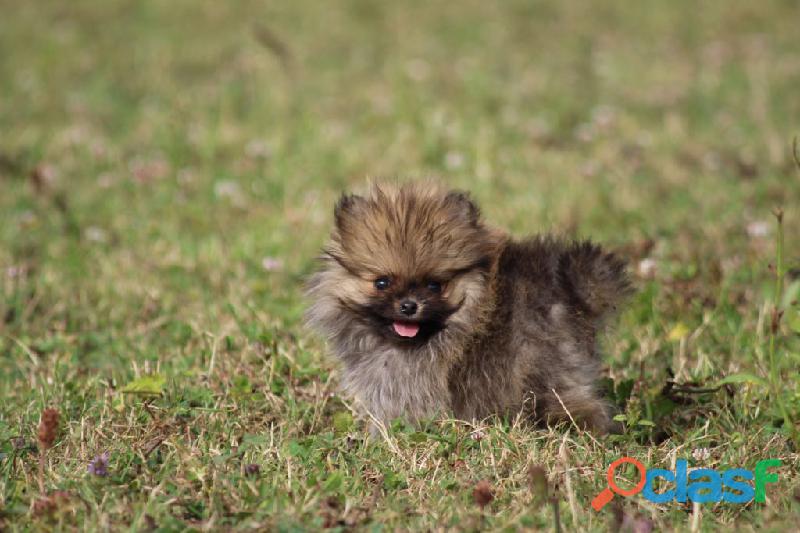 Cachorritoss Pomeranias Mini Lindos