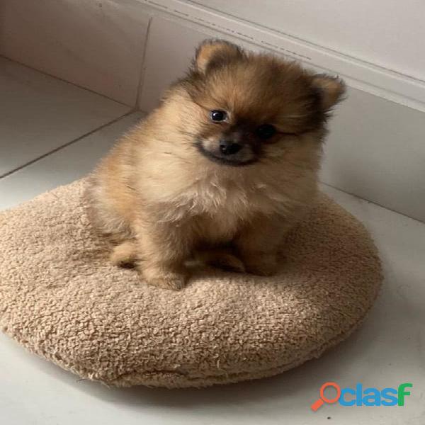 Hermosos Pomeranian Pequeños Mini