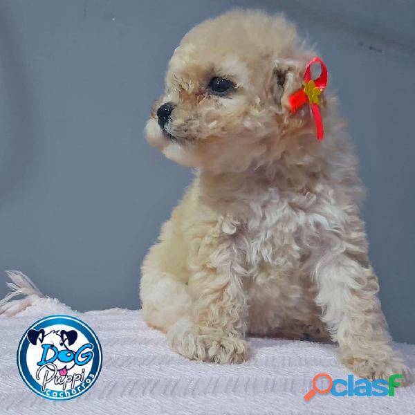 french poodle mini toy cachorros