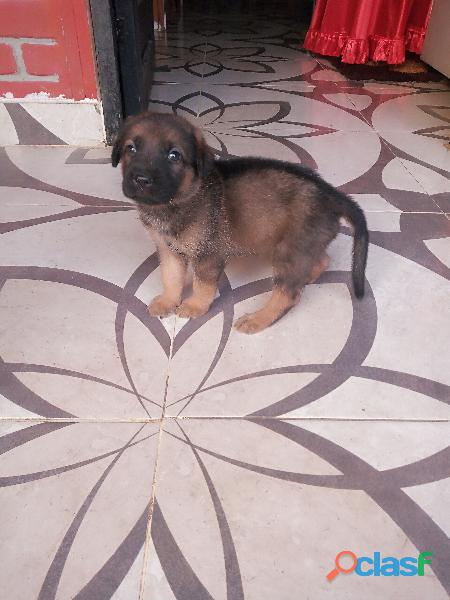 Cachorros pastor belga