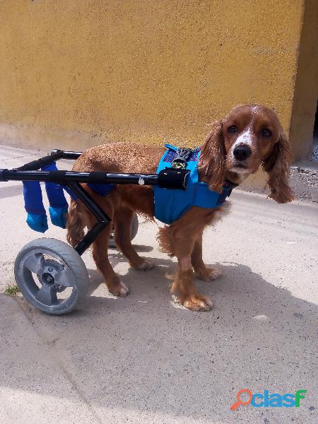 Se fabrican sillas de ruedas para perros y gatos