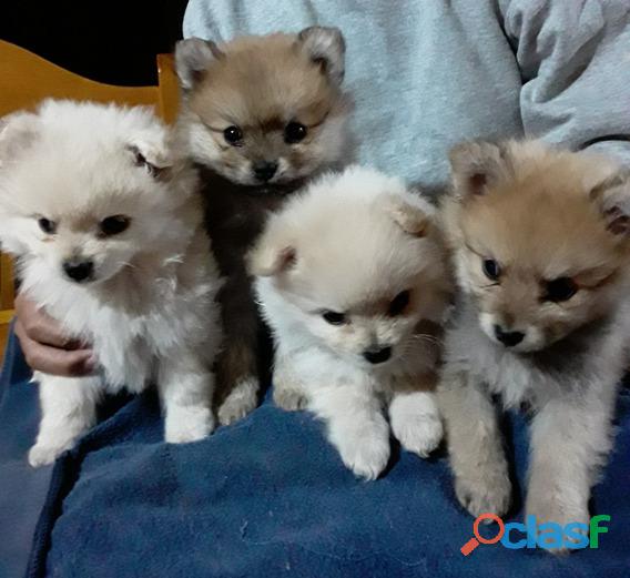 Baby Pomeranian Cachorros Hermosos