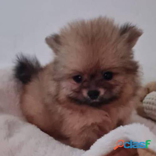 Lindos Pomeranian Babys Garantizados