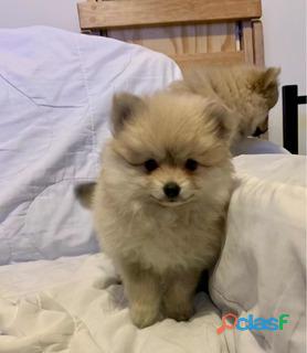 Hermosa Raza Pomeranian Lulu