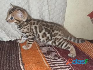 Gato Bengal Machos y Hembras
