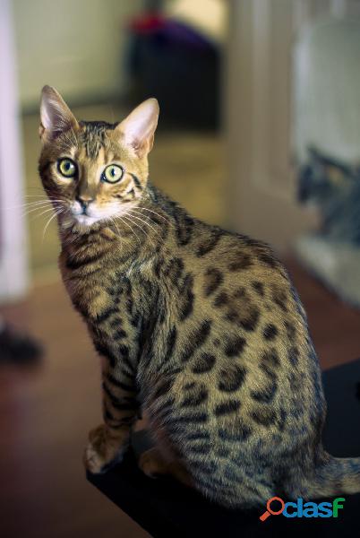 Gatos Bengal LLegan Garantízados