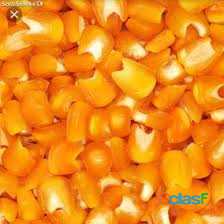 Venta de maíz trillado amarillo