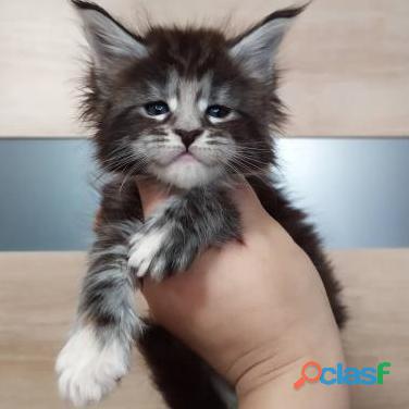 Gatos Maine Coon Lindos En Medellín