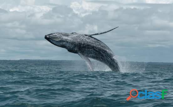 Sabías que en Colombia podemos ver ballenas, hostal Oasis