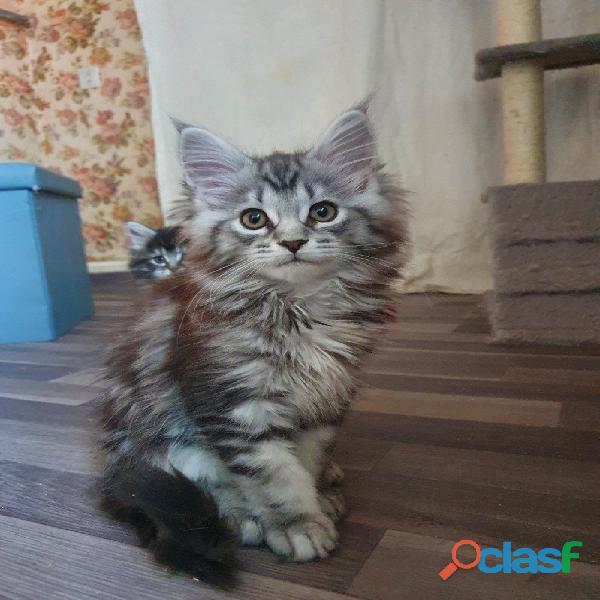 Gatos Maine Coon Puros