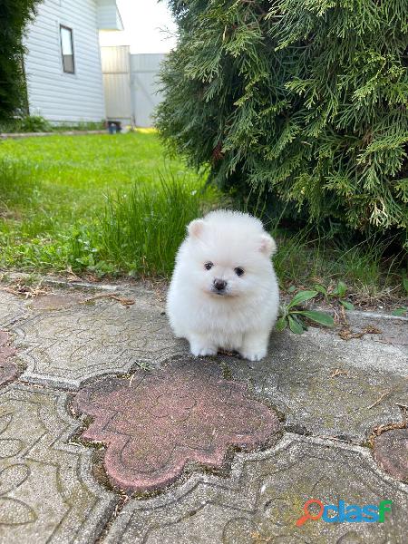 Pomeranian puppy