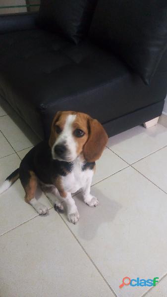 Hermosa Beagle busca novio