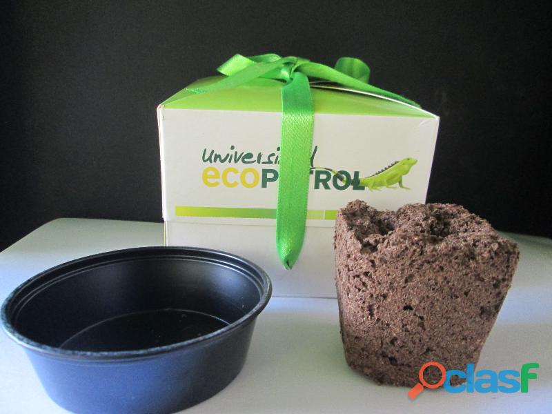 Kit de siembra eco regalos® bonsai en caja de regalo con