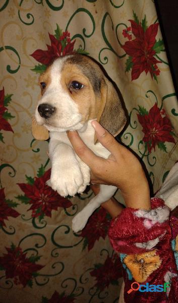 beagle macho y hembra de 55 dias