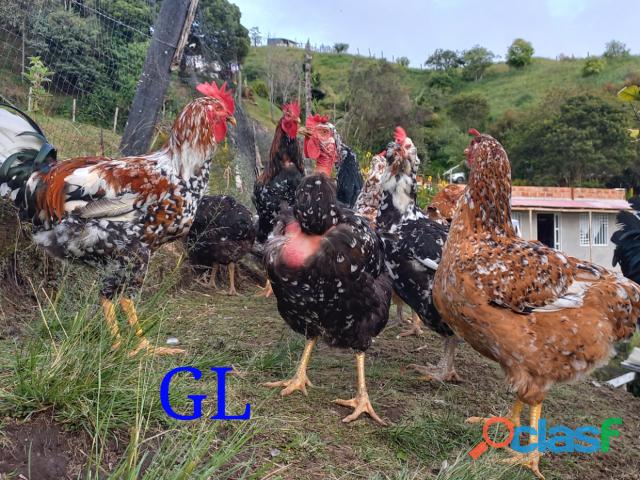 Huevos fertiles de Mil Flor Gigantes Elite (gallinas)