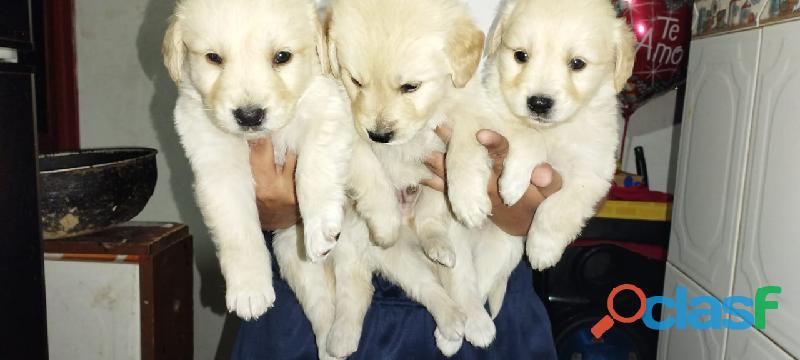 Hermosos cachorros golden retriver 50 dias vacunados