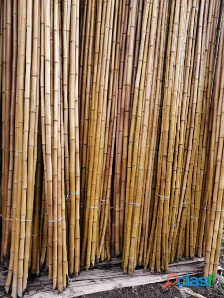 Bambú para pérgolas